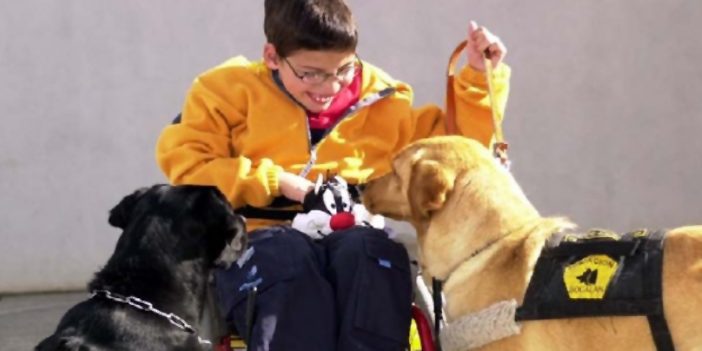 perros de asistencia