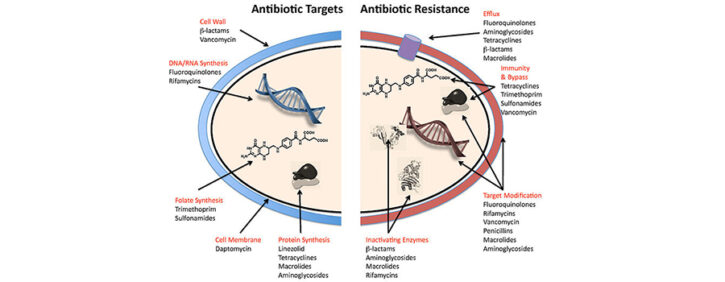 Antibiotic_resistance_mechanisms