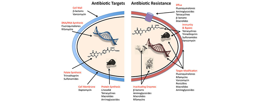 La crisis global de la resistencia bacteriana a los antibióticos. ¿Dejarán pronto de curar?