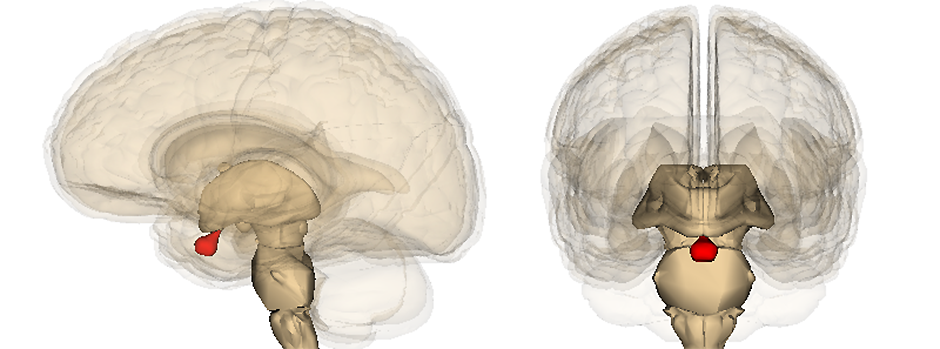 Pituitary_gland_image