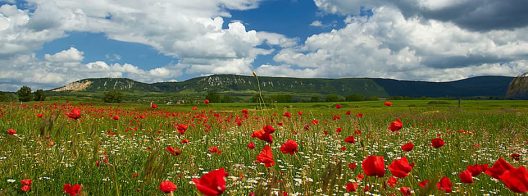 poppy-field-clouds-landscape-summer